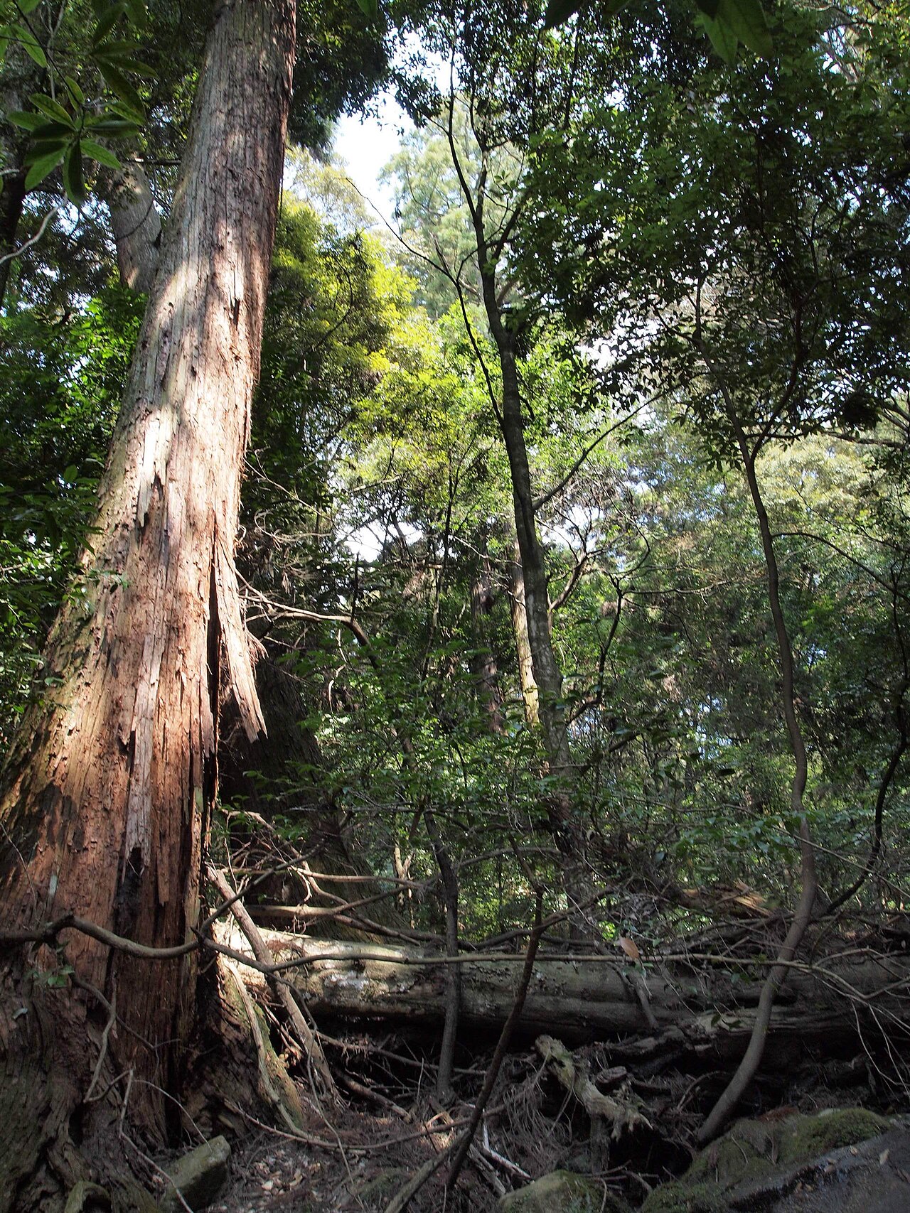 Kasuga Primeval Forest